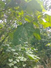 Montanoa quadrangularis