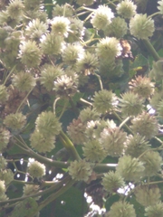 Montanoa quadrangularis