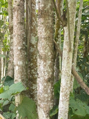 Montanoa quadrangularis