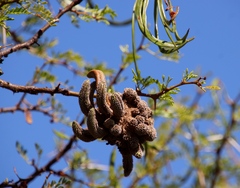 Cephalotelium macowanianum