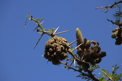 Cephalotelium macowanianum
