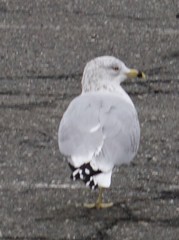 Larus delawarensis