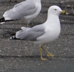 Larus delawarensis