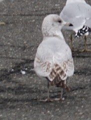 Larus delawarensis
