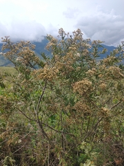 Vernonanthura patens
