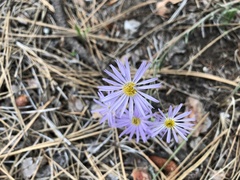Erigeron corymbosus