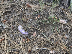 Erigeron corymbosus