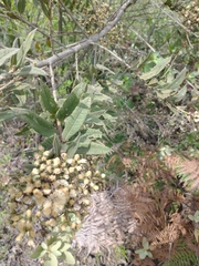 Vernonanthura patens