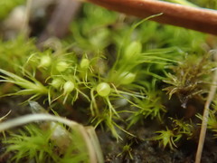 Pleuridium acuminatum