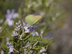 Callophrys rubi