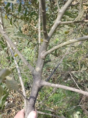 Vernonanthura patens