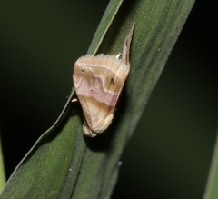 Eublemma roseana