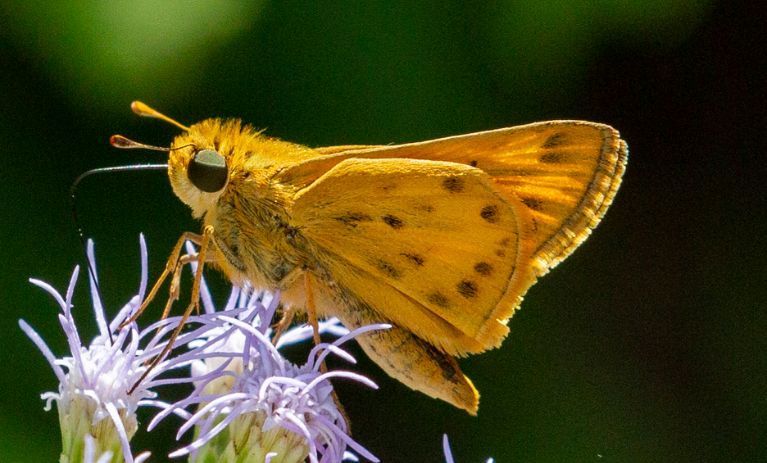 Fiery Skipper (University of Arizona Pollinator Field Guide) · iNaturalist