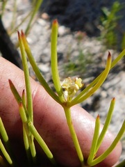Centella thesioides