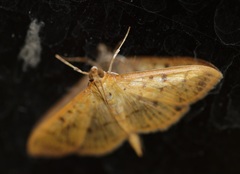 Patania balteata