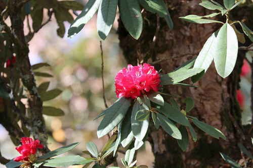 Tree Rhododendron