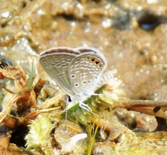 Freyeria trochylus