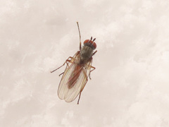 Heteromyza rotundicornis
