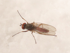 Heteromyza rotundicornis