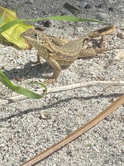 Leiocephalus carinatus