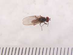 Heteromyza rotundicornis