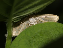Notarcha aurolinealis