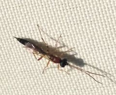 Heterischnus truncator