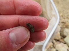 Caecidotea brevicauda