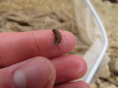 Caecidotea brevicauda