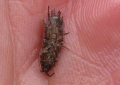 Caecidotea brevicauda