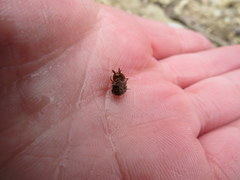 Caecidotea brevicauda