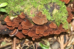 Hymenochaete microcycla