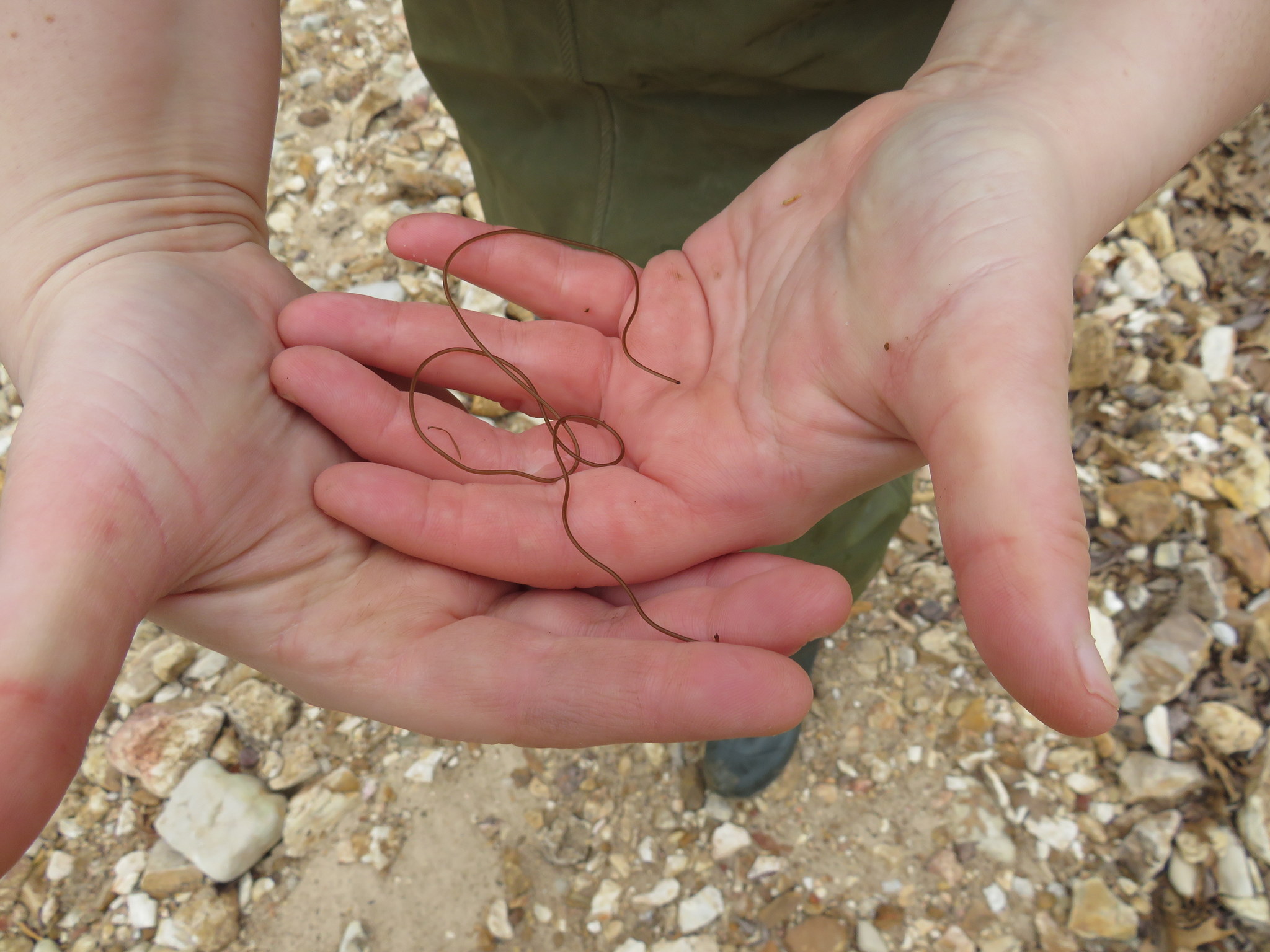 Nematomorpha