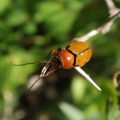 Cryptocephalus podager