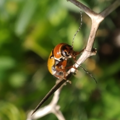 Cryptocephalus podager