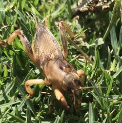 Neoscapteriscus borellii