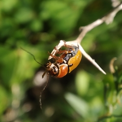Cryptocephalus podager