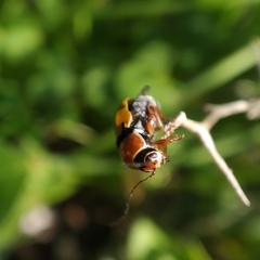 Cryptocephalus podager