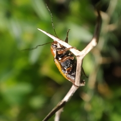 Cryptocephalus podager