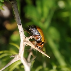 Cryptocephalus podager