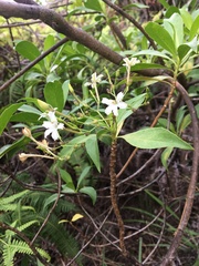 Scaevola gaudichaudiana