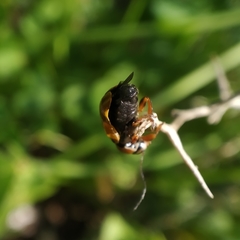 Cryptocephalus podager