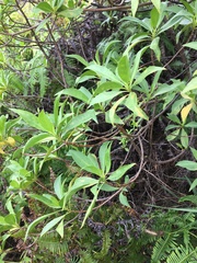Scaevola gaudichaudiana