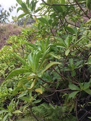 Scaevola gaudichaudiana