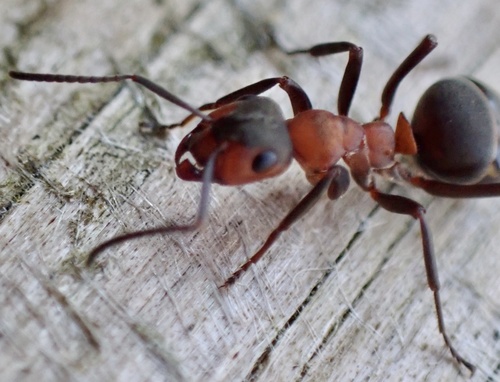 Ant