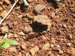 Junonia stygia