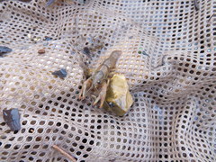 Faxonius punctimanus