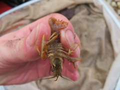 Faxonius punctimanus