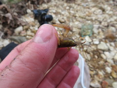 Faxonius punctimanus