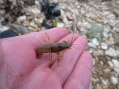 Faxonius punctimanus